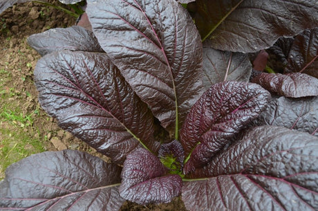 Mustard Seeds - Jeok Gat - Alliance of Native Seedkeepers - 