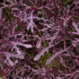 Mustard Seeds - Mizuna Red Leaf - Alliance of Native Seedkeepers - 