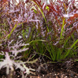 Mustard Seeds - Mizuna Red Streaks - Alliance of Native Seedkeepers - 