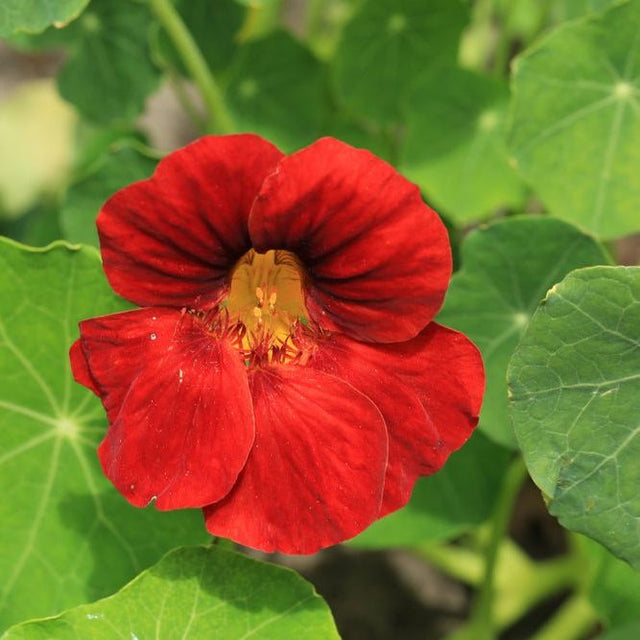 Nasturtium Seeds - Empress of India - Alliance of Native Seedkeepers - 