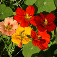Nasturtium Seeds - Whirlybird - Alliance of Native Seedkeepers - Flower Seeds