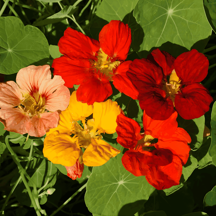 Whirlybird Nasturtium Seeds