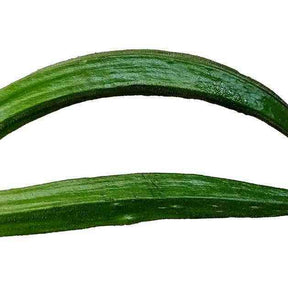 Okra Seeds - Cow Horn - Alliance of Native Seedkeepers - Vegetable Seeds