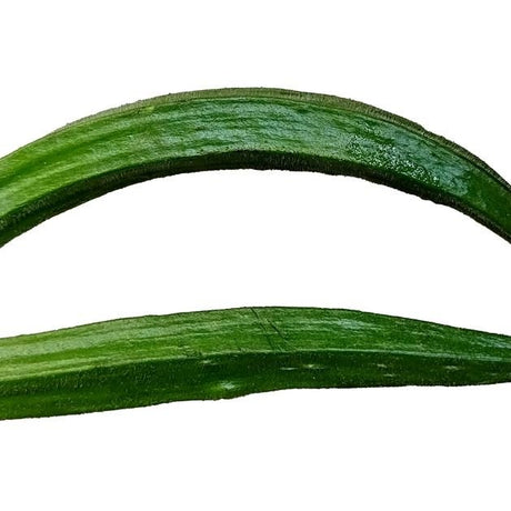 Okra Seeds - Cow Horn - Alliance of Native Seedkeepers - Vegetable Seeds