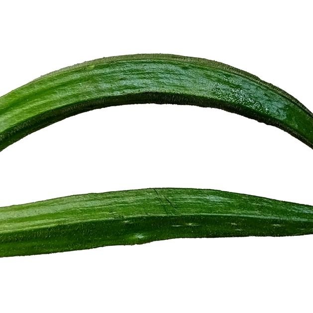 Okra Seeds - Cow Horn - Alliance of Native Seedkeepers - Vegetable Seeds