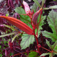 Okra Seeds - Jing Orange - Alliance of Native Seedkeepers - 