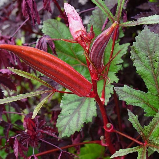 Okra Seeds - Jing Orange - Alliance of Native Seedkeepers - 