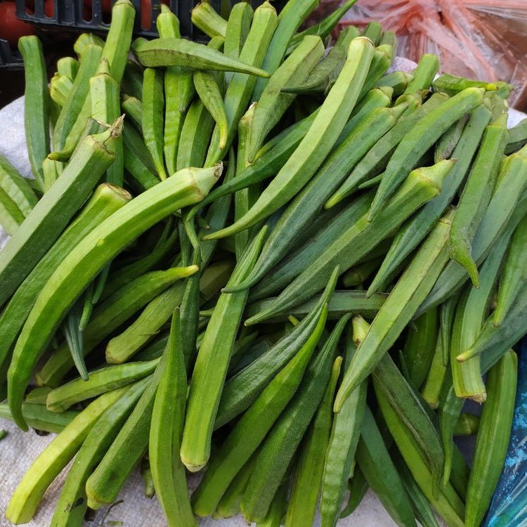 Okra Seeds - Perkins Long Pod - Alliance of Native Seedkeepers - 