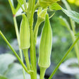 Okra Seeds - Silver Queen - Alliance of Native Seedkeepers - 