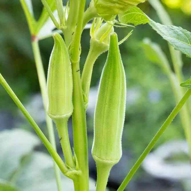 Silver Queen Okra Seeds