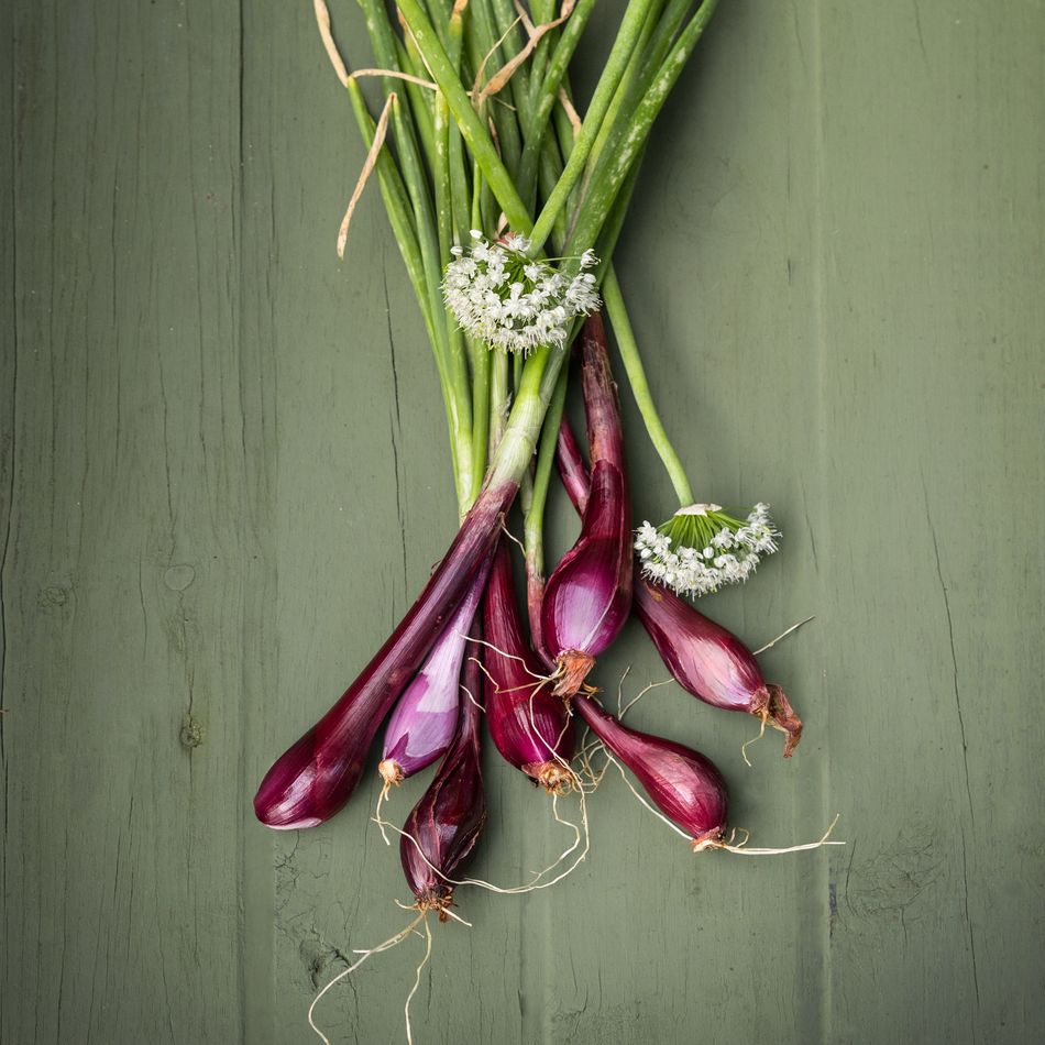 Onion Seeds - Bunching - Crimson Forest - Alliance of Native Seedkeepers - Vegetable Seeds