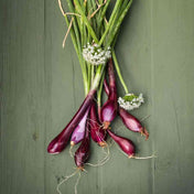 Onion Seeds - Bunching - Crimson Forest - Alliance of Native Seedkeepers - Vegetable Seeds