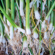 Onion Seeds - Bunching - Evergreen White Nebuka - Alliance of Native Seedkeepers - Vegetable Seeds