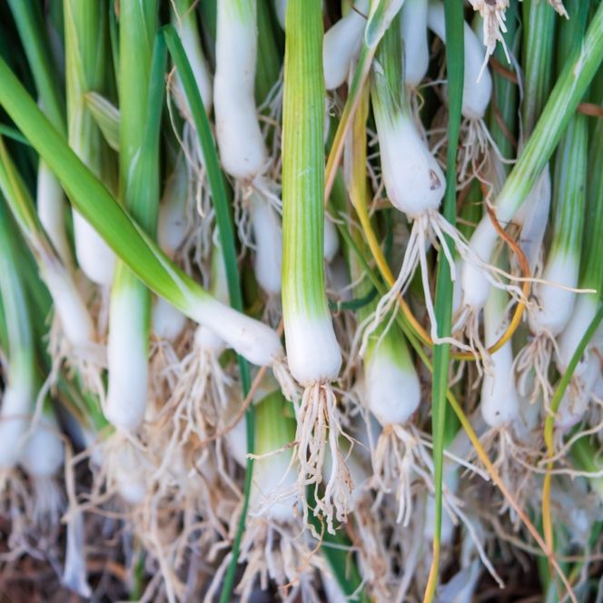 Onion Seeds - Bunching - Evergreen White Nebuka - Alliance of Native Seedkeepers - Vegetable Seeds