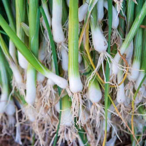 Onion Seeds - Bunching - Evergreen White Nebuka - Alliance of Native Seedkeepers - Vegetable Seeds