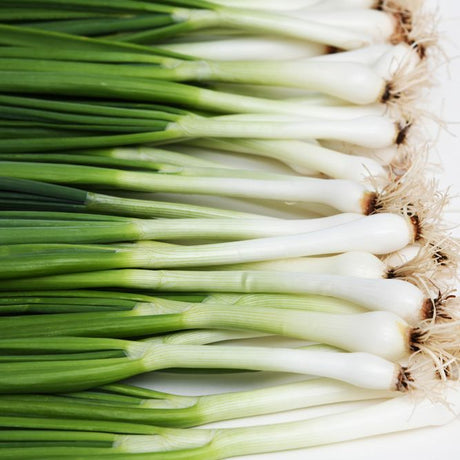 Onion Seeds - Bunching - Tokyo Long White - Alliance of Native Seedkeepers - Vegetable Seeds
