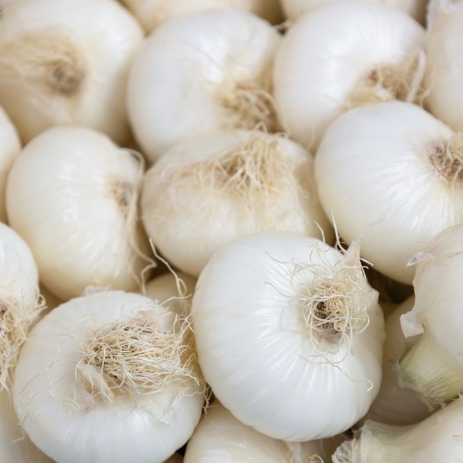 Onion Seeds - Short - Barletta - Alliance of Native Seedkeepers - Vegetable Seeds