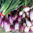 Onion Seeds - Short - Red Torpedo - Alliance of Native Seedkeepers - Vegetable Seeds
