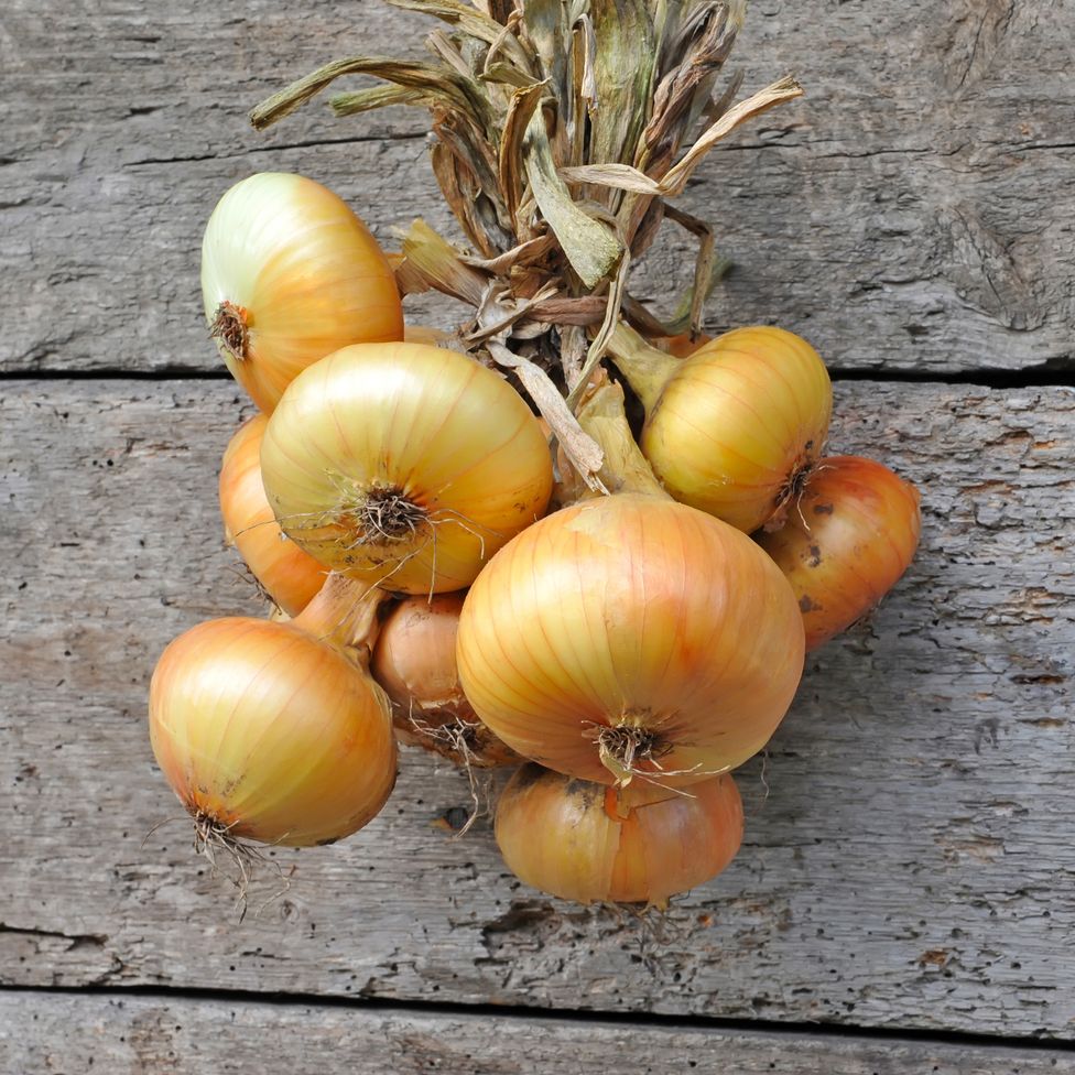 Onion Seeds - Short - Yellow Granex PRR - Alliance of Native Seedkeepers - Vegetable Seeds