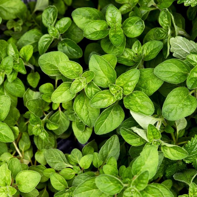 Oregano Seeds - Greek - Alliance of Native Seedkeepers - Herb Seeds