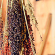 Ornamental Corn Seeds - Multicolored Broom - Alliance of Native Seedkeepers - Flower Seeds