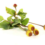 Paracress Seeds - Toothache Plant - Alliance of Native Seedkeepers - Herb Seeds