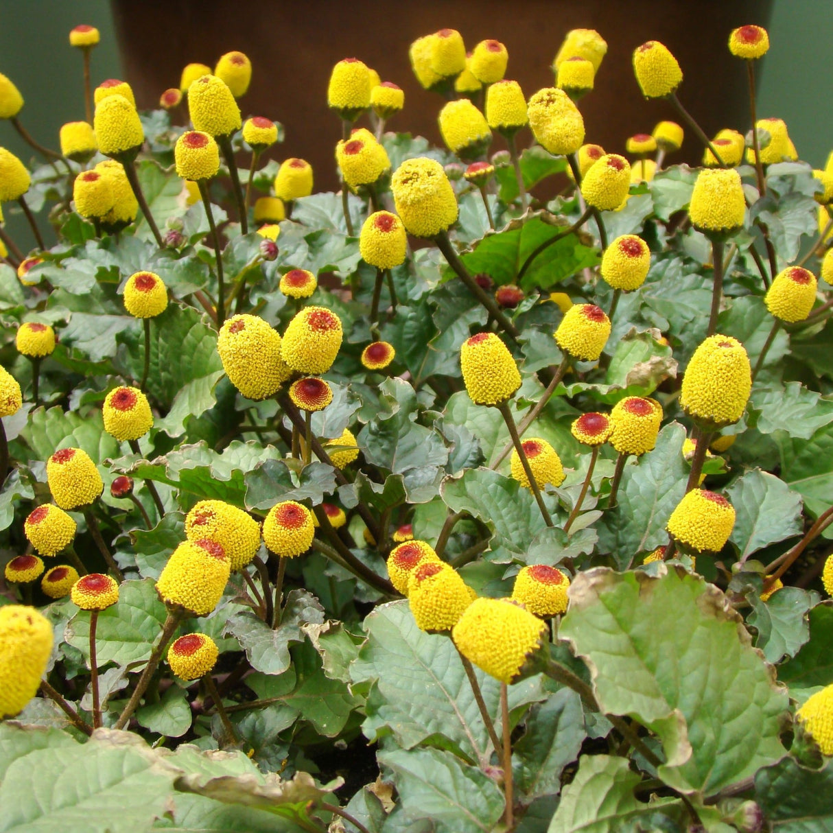 Paracress - Toothache Plant - Alliance of Native Seedkeepers - Herb Seeds