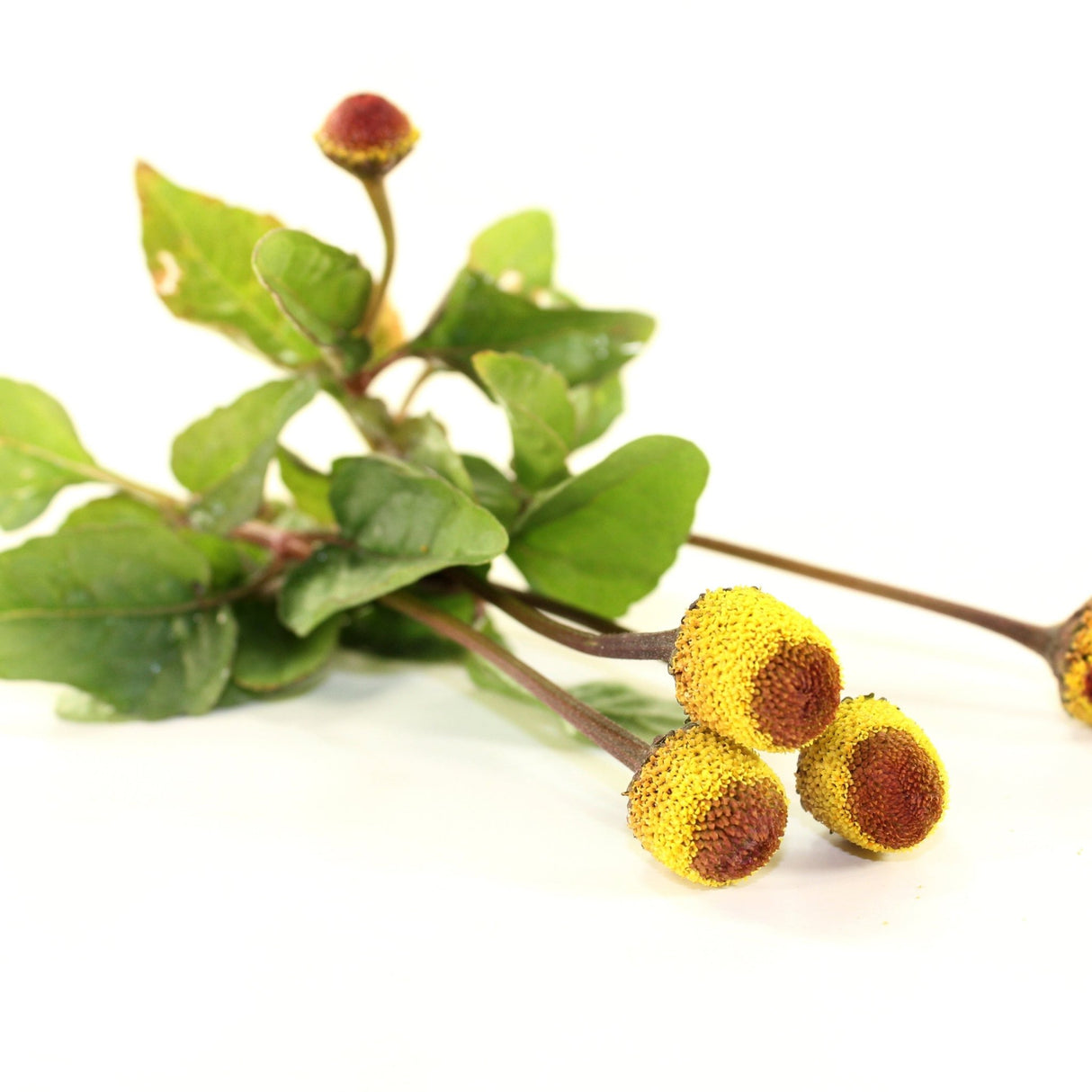 Paracress - Toothache Plant - Alliance of Native Seedkeepers - Herb Seeds