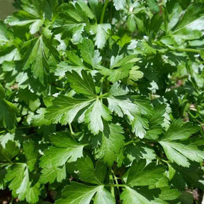 Parsley Seeds - Italian Giant - Alliance of Native Seedkeepers - Herb Seeds
