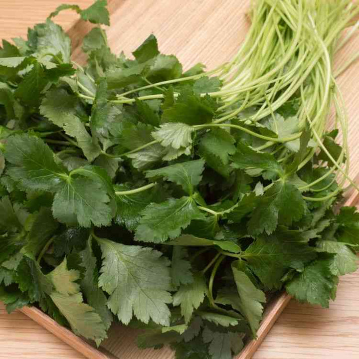 Japanese Mitsuba Parsley Seeds