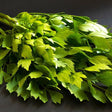 Parsley Seeds - Lovage - Alliance of Native Seedkeepers - Herb Seeds