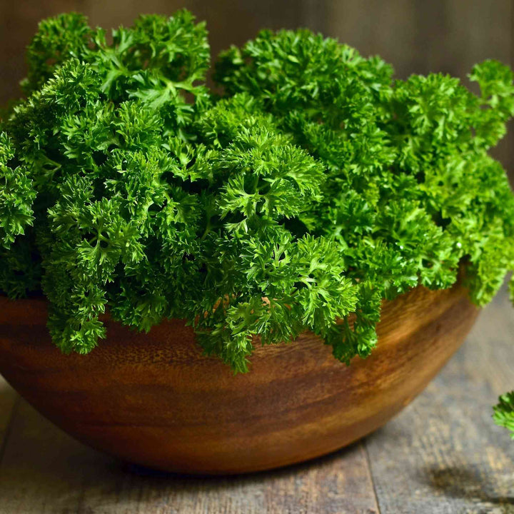Triple Moss Curled Parsley