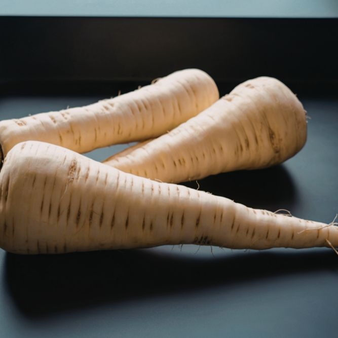 Parsnip Seeds - All American - Alliance of Native Seedkeepers - Vegetable Seeds