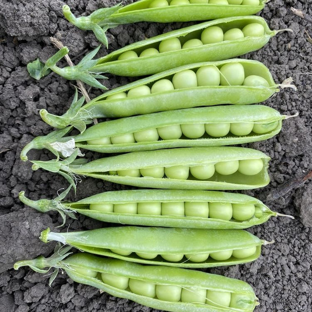 Pea Seeds - Garden - Alaska - Alliance of Native Seedkeepers - Vegetable Seeds