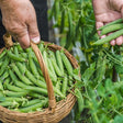 Pea Seeds - Garden - Lincoln - Alliance of Native Seedkeepers - Vegetable Seeds