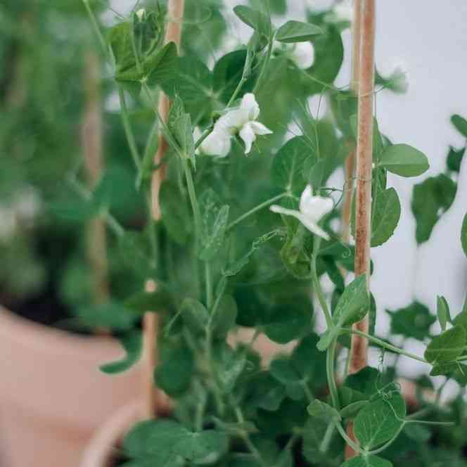 Tom Thumb Pea Seeds