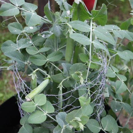 Pea Seeds - Snap - Sugar Daddy - Alliance of Native Seedkeepers - Vegetable Seeds