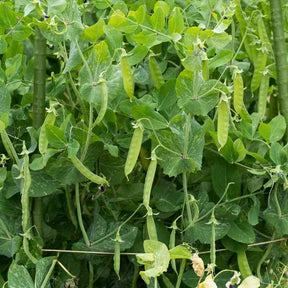 Pea Seeds - Snow - Mammoth Melting Sugar Pod - Alliance of Native Seedkeepers - Vegetable Seeds