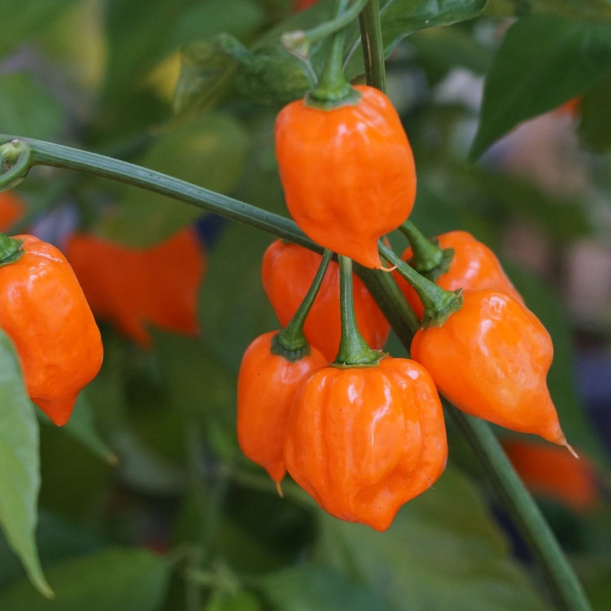 Pepper Seeds - Hot - Orange Habanero Pepper - Alliance of Native Seedkeepers - Vegetable Seeds