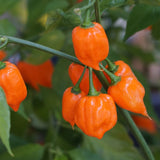 Pepper Seeds - Hot - Orange Habanero Pepper - Alliance of Native Seedkeepers - Vegetable Seeds