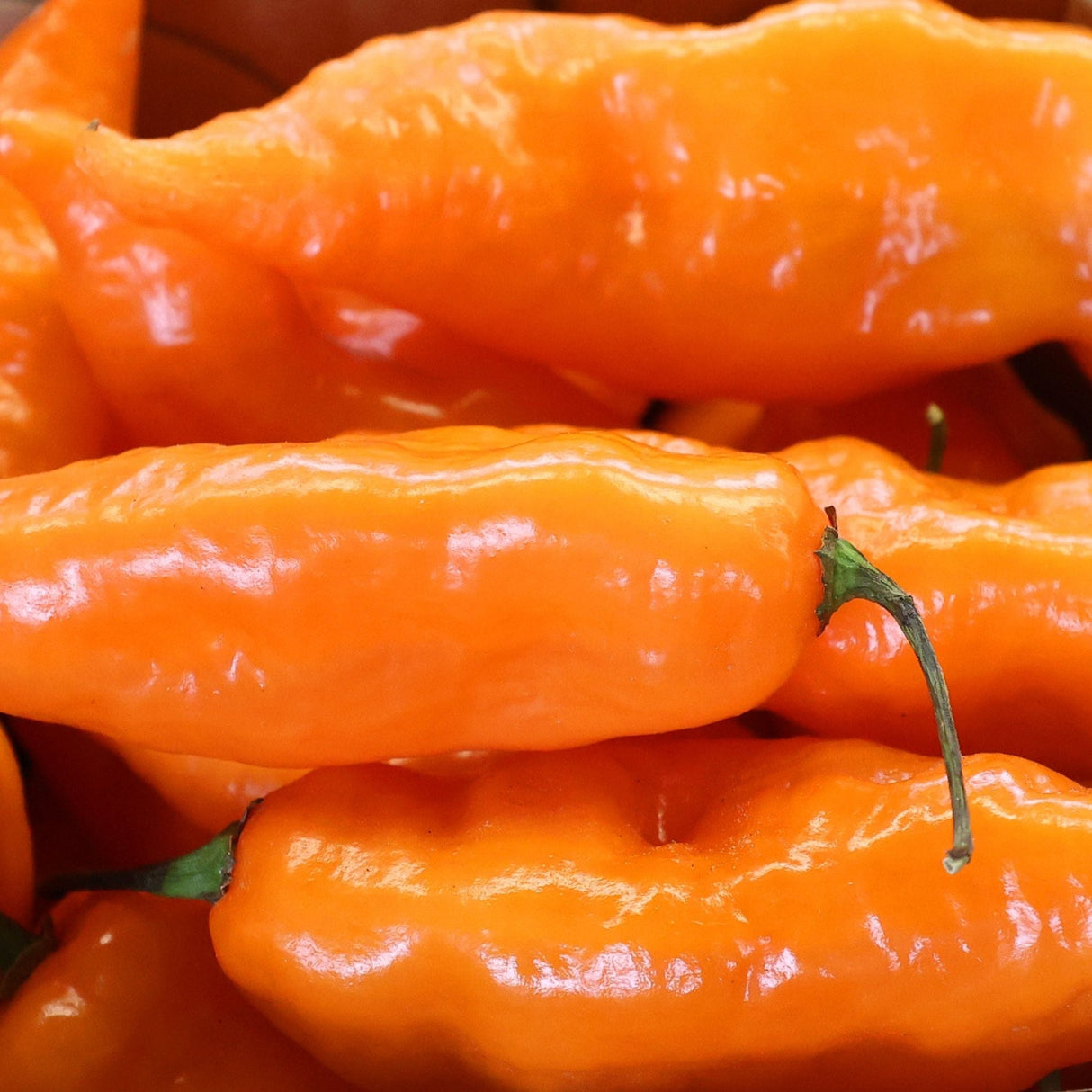 Pepper Seeds - Hot Pepper - Aji Amarillo - Alliance of Native Seedkeepers - 