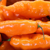 Pepper Seeds - Hot Pepper - Aji Amarillo - Alliance of Native Seedkeepers - 