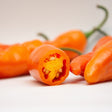 Pepper Seeds - Hot Pepper - Aji Amarillo - Alliance of Native Seedkeepers - 