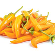 Pepper Seeds - Hot Pepper - Ají Habanero - Alliance of Native Seedkeepers - 