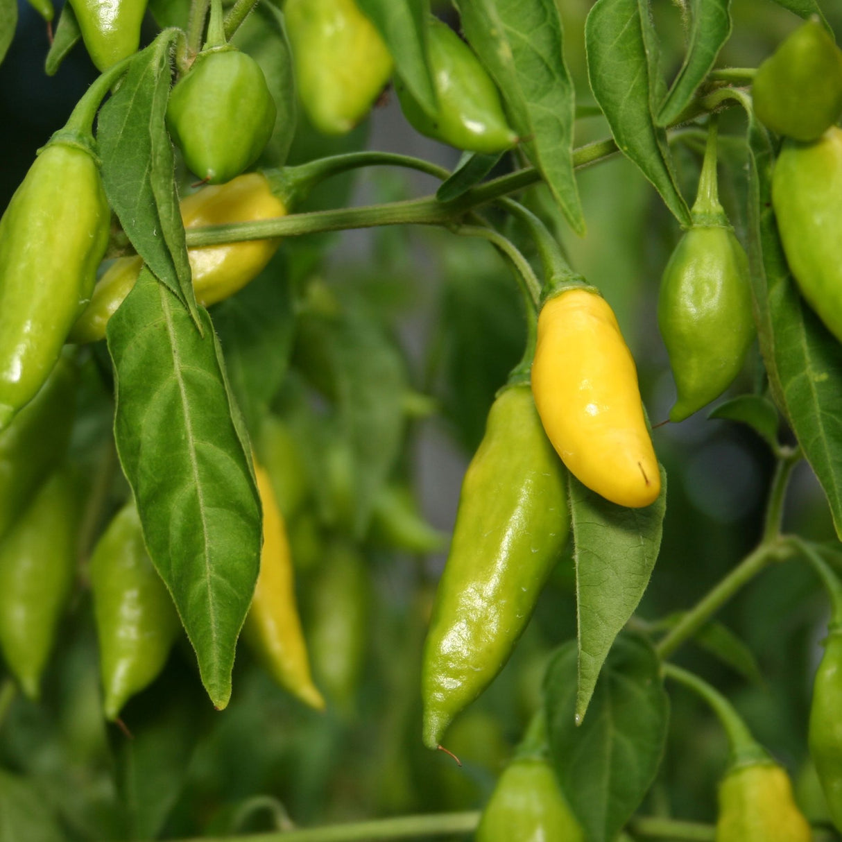Pepper Seeds - Hot Pepper - Ají Limón - Alliance of Native Seedkeepers - Vegetable Seeds