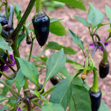 Pepper Seeds - Hot Pepper - Black Hungarian Jalapeño - Alliance of Native Seedkeepers - Vegetable Seeds