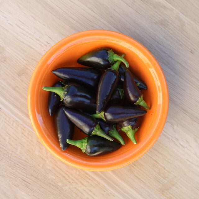 Pepper Seeds - Hot Pepper - Black Hungarian Jalapeño - Alliance of Native Seedkeepers - Vegetable Seeds