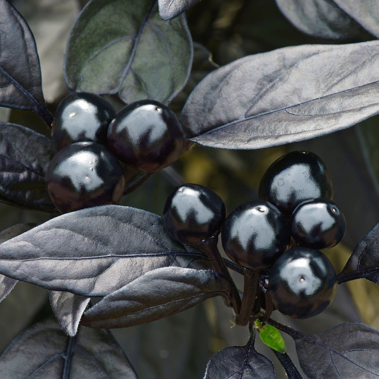Pepper Seeds - Hot Pepper - Black Olive - Alliance of Native Seedkeepers - Vegetable Seeds