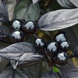 Pepper Seeds - Hot Pepper - Black Olive - Alliance of Native Seedkeepers - Vegetable Seeds