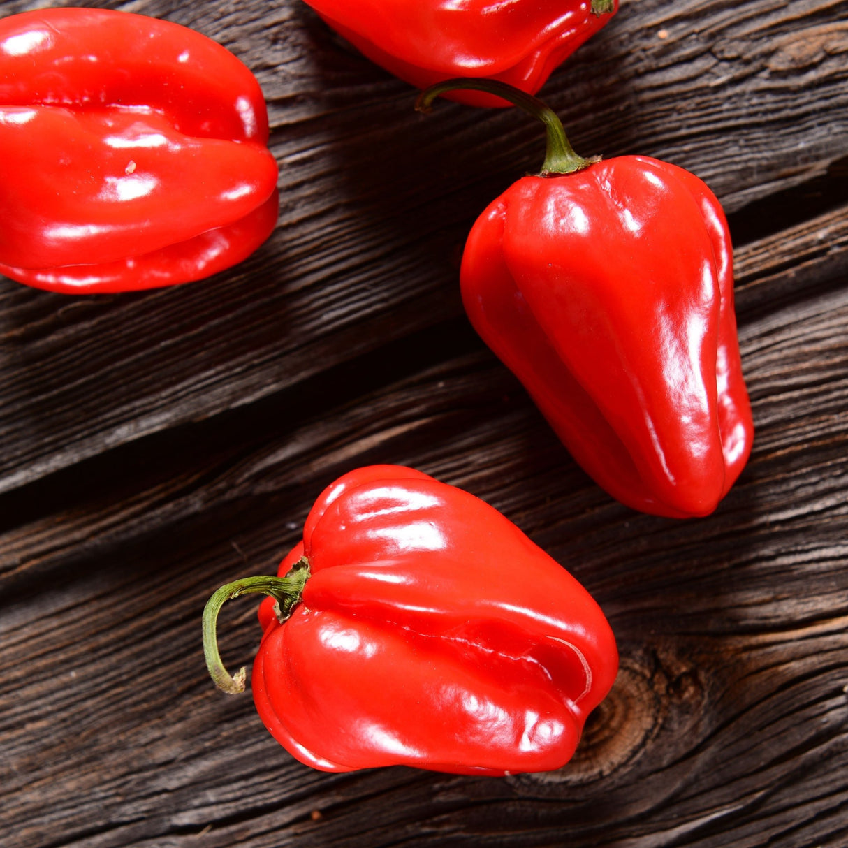 Pepper Seeds - Hot Pepper - Caribbean Red Habanero - Alliance of Native Seedkeepers - Vegetable Seeds